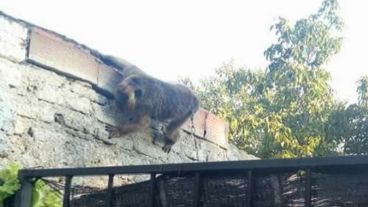 El mono está encadenado en una vivienda.