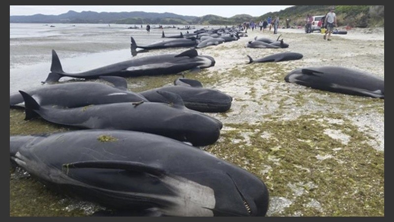Además de las ballenas, murieron 69 delfines.