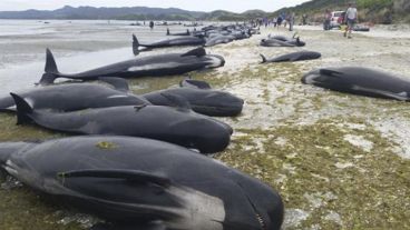 Además de las ballenas, murieron 69 delfines.