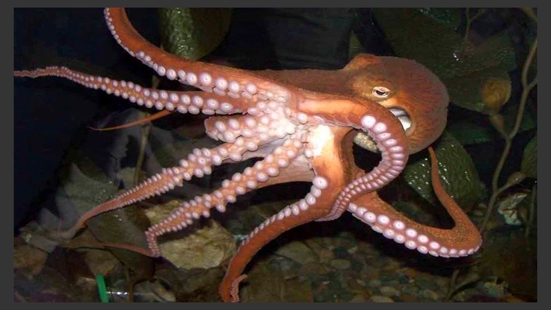 La complejidad genética del pulpo no tiene precedentes en el reino animal..