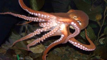 La complejidad genética del pulpo no tiene precedentes en el reino animal..