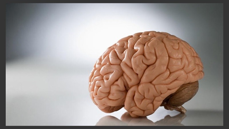 A través de la técnica de mapeo se descubrió la neurona gigante.