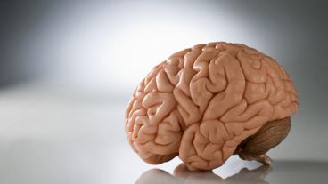 A través de la técnica de mapeo se descubrió la neurona gigante.