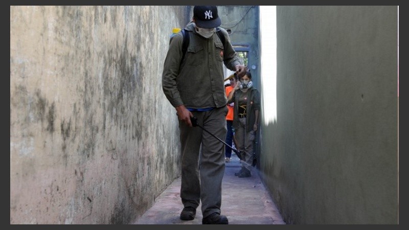 El mosquito aedes aegypti transporta los virus que generan zika, chikungunya y dengue.