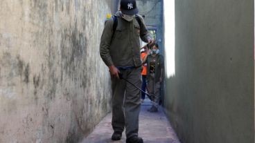 El mosquito aedes aegypti transporta los virus que generan zika, chikungunya y dengue.