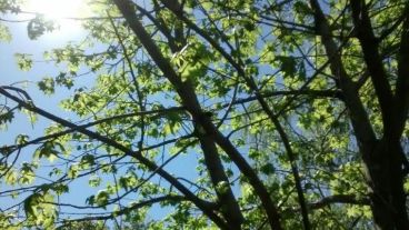 Las hojas por ahora siguen en los árboles, pero el otoño viene llegando.