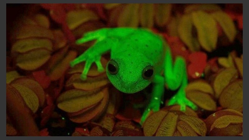 El hallazgo local sería el primero detectado entre más de 7.600 especies de anfibios.