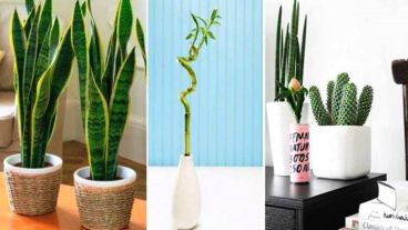 Las flores dan vida a cualquier lugar.