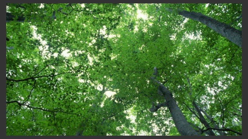 Las copas aún verdes, donde viven las chicharras. 