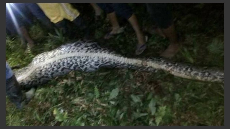 La voraz pitón de siete metros de largo.