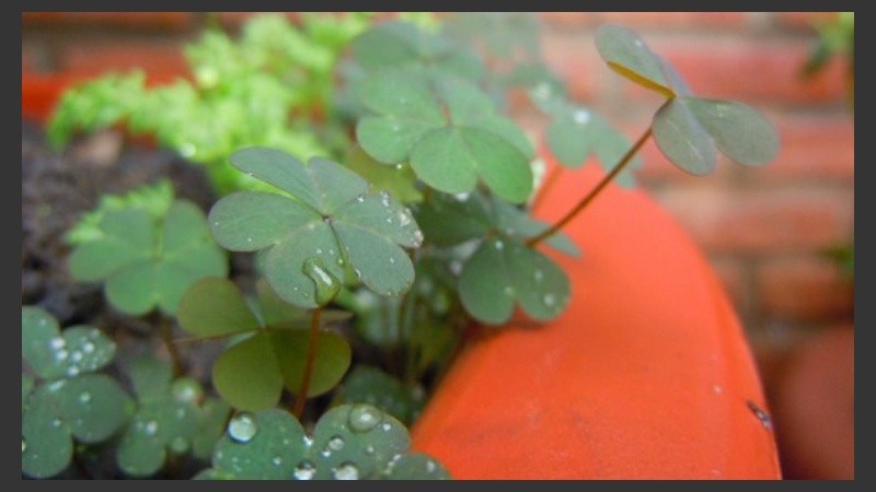 Tréboles con suerte después de tanta lluvia. 