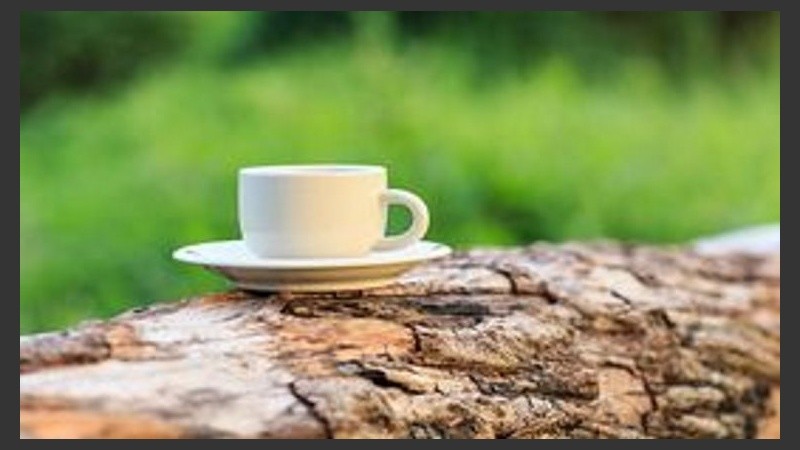 Un café con leche en medio del verde. 