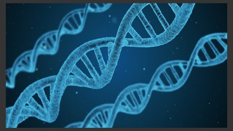 Un descubrimiento permitirá la regeneración del ADN.