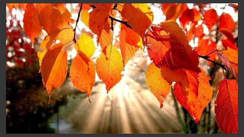 Sol de otoño entre las hojas. 