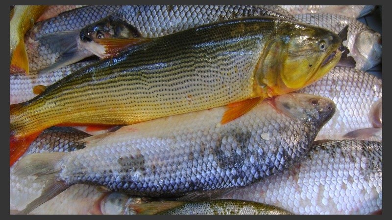 Agallas y ojos brillosos, escamas y carne firme, entre los puntos a observar. 