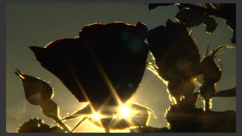 Rayitos de sol entre las flores. 