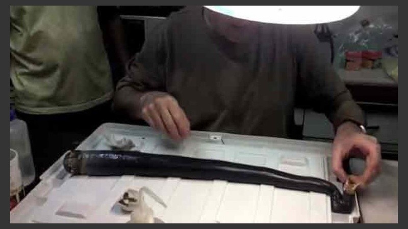 El Kuphus polythalamia puede llegar a medir un metro y medio.