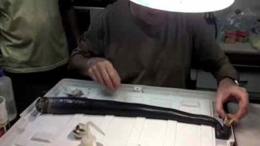 El Kuphus polythalamia puede llegar a medir un metro y medio.