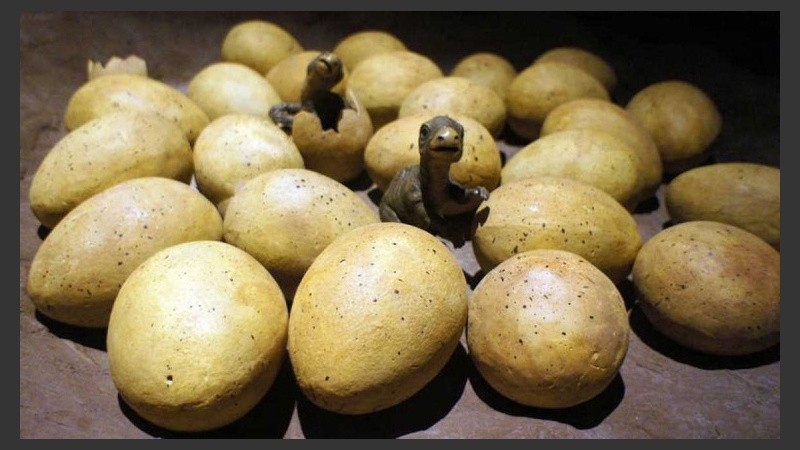 Cinco huevos fosilizados fueron encontrados en China. 