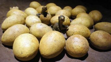 Cinco huevos fosilizados fueron encontrados en China.