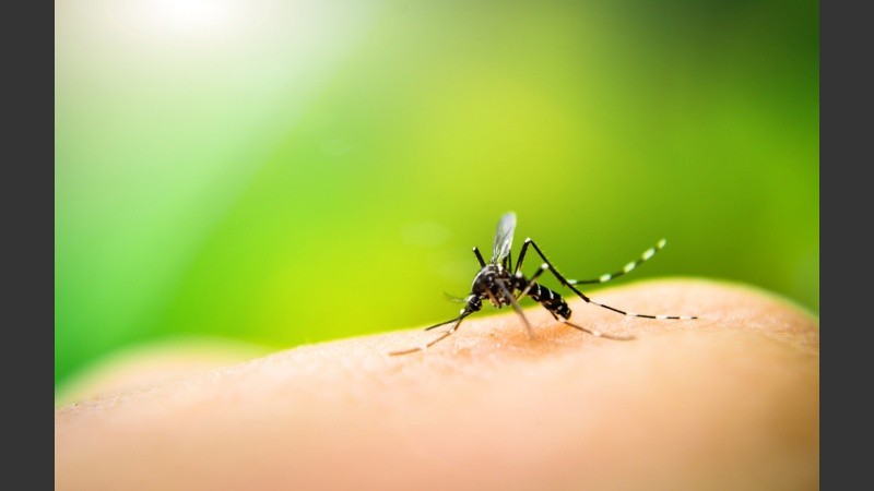 Los instrumentos recomendados por la OMS han supuesto un gran avance en la lucha mundial contra el paludismo.