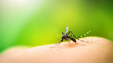 Los instrumentos recomendados por la OMS han supuesto un gran avance en la lucha mundial contra el paludismo.