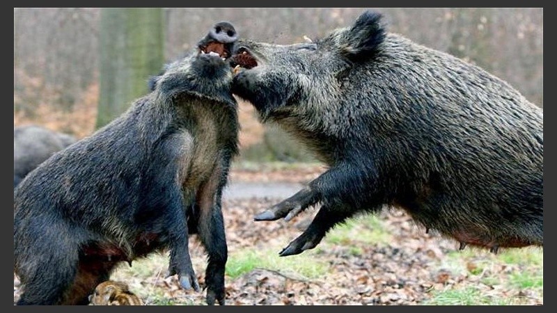 Cerdos salvajes atacaron a miembros del Estado Islámico.