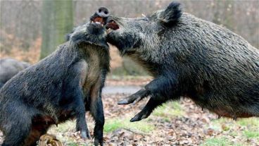 Cerdos salvajes atacaron a miembros del Estado Islámico.