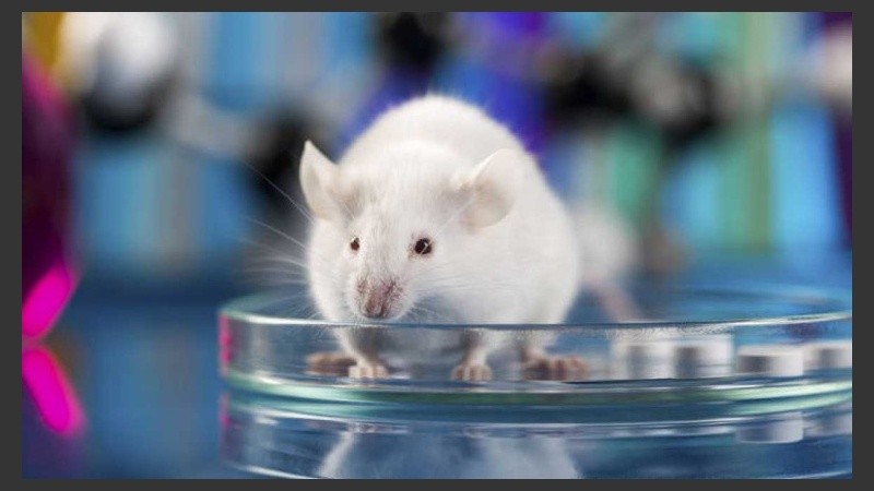 El siguiente paso será repetir el estudio en primates antes del objetivo final, que sería llevarlo a humanos. 