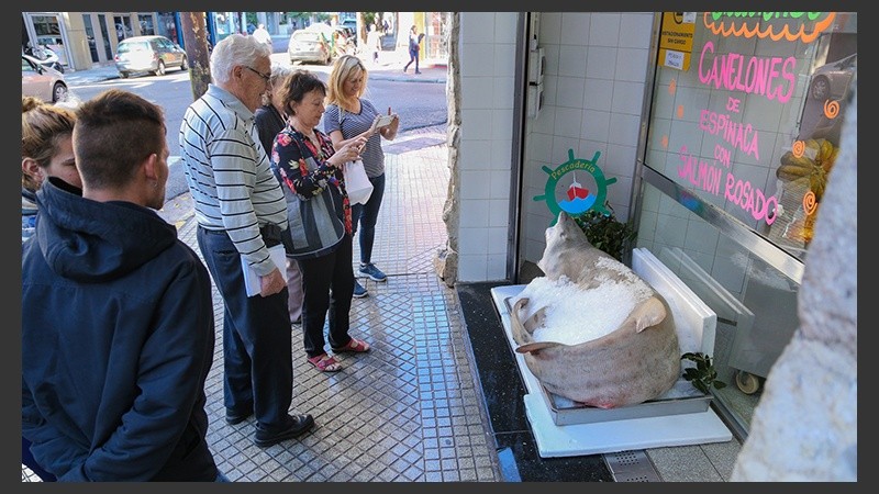 El tiburón congelado es la atracción de la esquina de Paraguay y Zeballos.