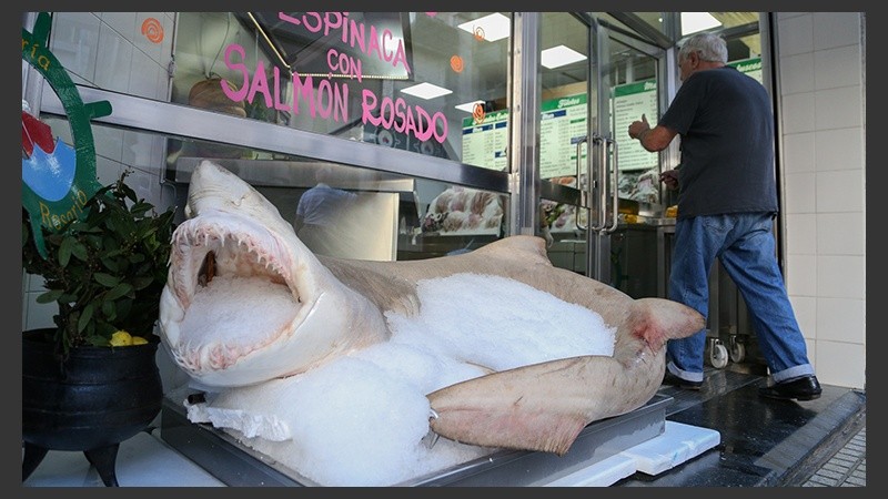La pescadería céntrica exhibe el animal frente a su local.