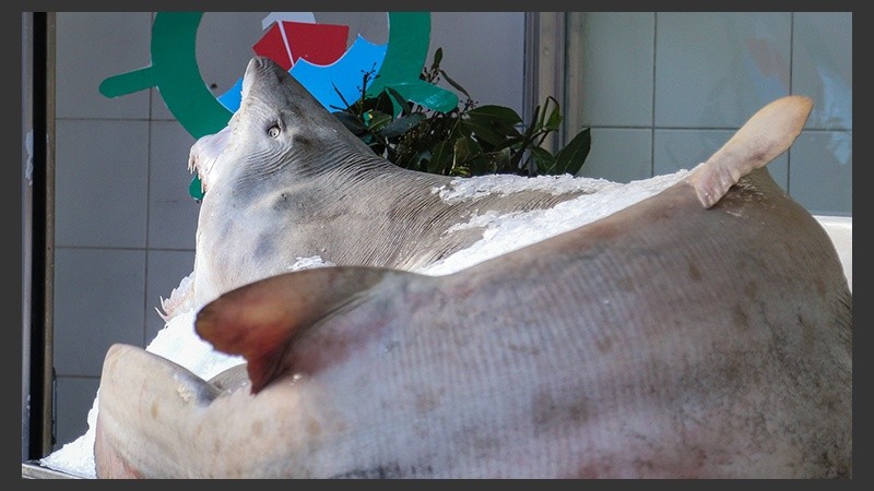 El tiburón se exhibe desde esta semana.