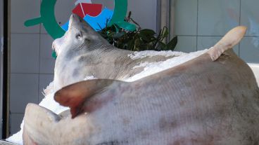 El tiburón se exhibe desde esta semana.