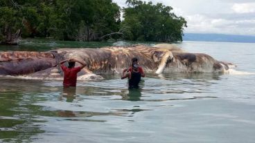 Los lugareños especulan que pueda ser un calamar gigante o los restos de una ballena que fue devorada.