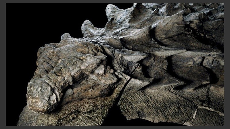 Casi una estatua, el mejor fósil de un nodosaurus que jamás se haya encontradoo.
