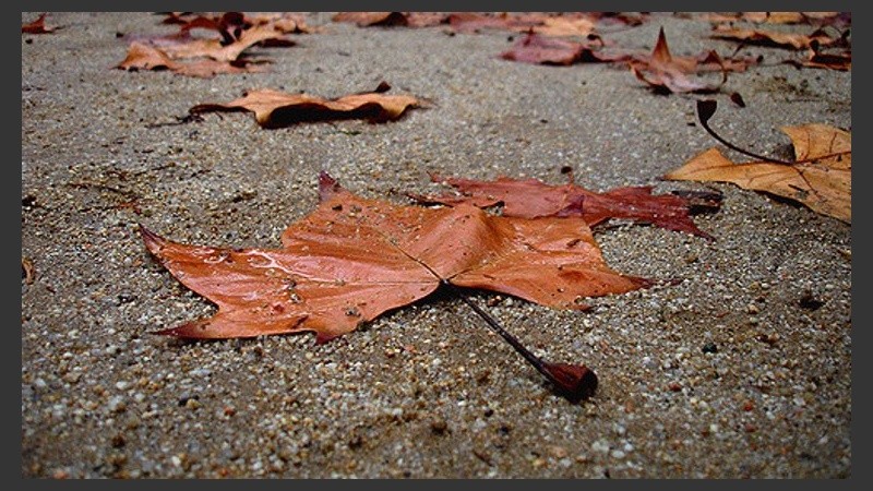 Las hojas se pegan en la calle. 