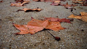 Las hojas se pegan en la calle.