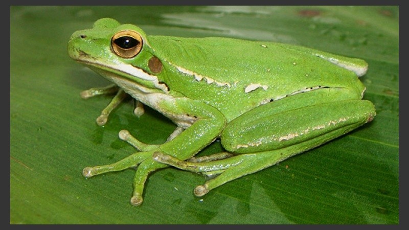 La piel que se usó en el experimento es la de la llamada “ranita del zorzal” o Hypsiboas pullchelus.