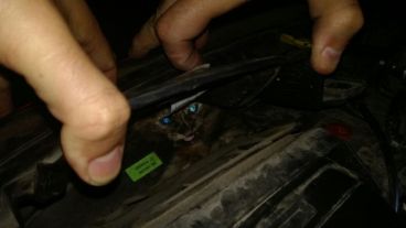 Los ojos del gatito asustado en el motor.