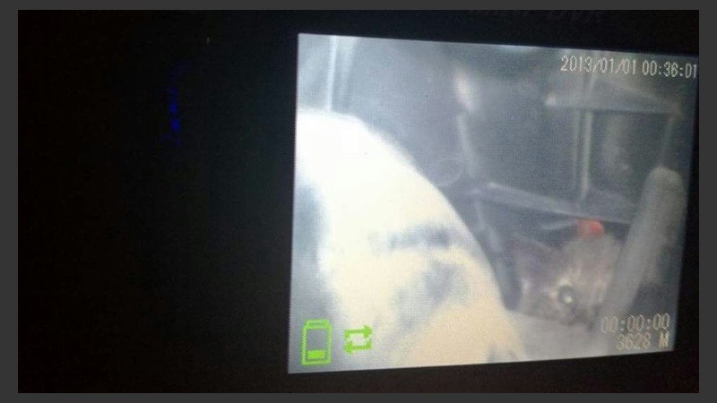 La imagen del gatito que captaba la fibra óptica. 