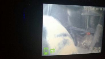 La imagen del gatito que captaba la fibra óptica.