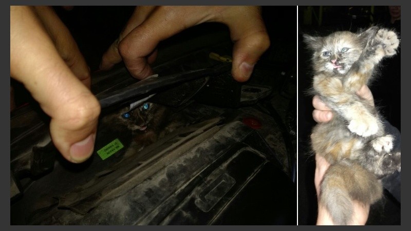 El gatito en el motor y luego de ser sacado por Bomberos. 