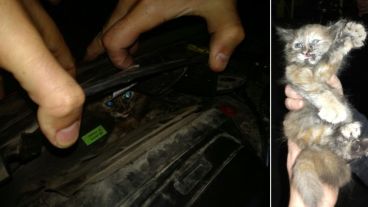 El gatito en el motor y luego de ser sacado por Bomberos.