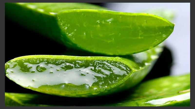 Usar el aloe vera directamente desde la planta puede complicar antes que ayudar frente a una quemadura.