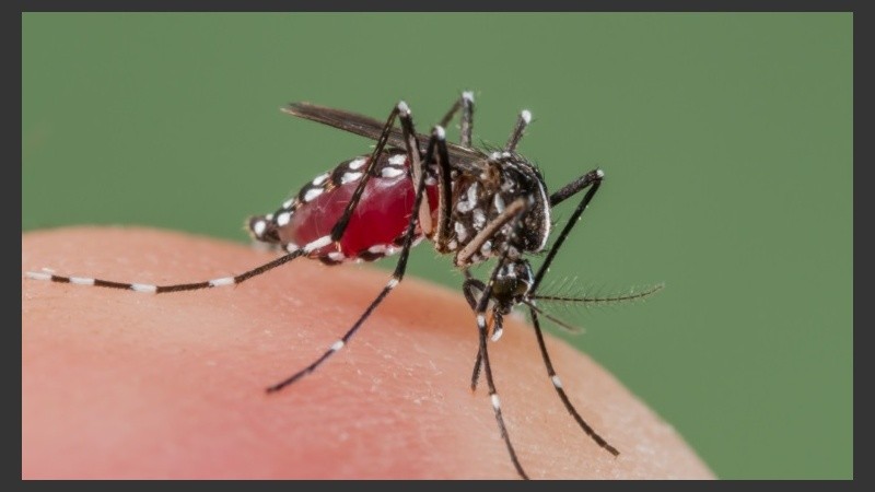 El mosquito Aedes Aegypti, transmisor de la enfermedad.