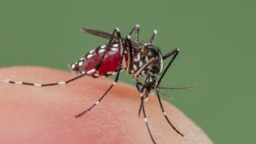 El mosquito Aedes Aegypti, transmisor de la enfermedad.