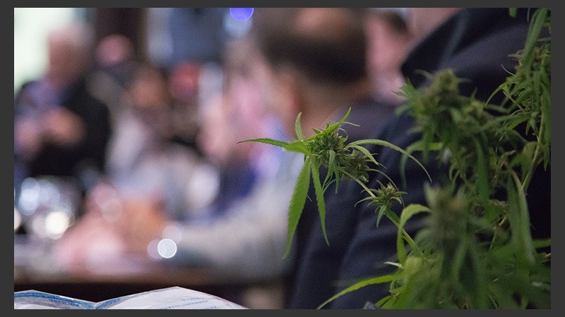 Plantas de marihuana entre lo incautado por la Policía Federal.