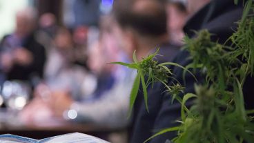 Plantas de marihuana entre lo incautado por la Policía Federal.