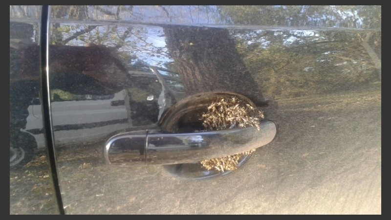 Las avispas en el picaporte del auto. 
