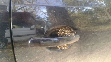 Las avispas en el picaporte del auto.